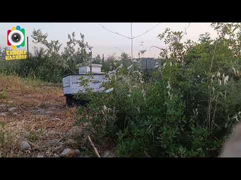 متى ينتهي موسم التطريد للتقليل من الكشف عن خلايا النحل