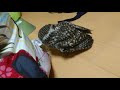 いたずら中のフクロウ（FY2018）