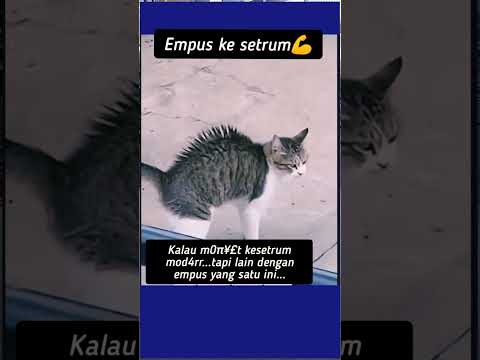 Hanya jigrak bulu nya...😁 #funny #feedshotrsvirall