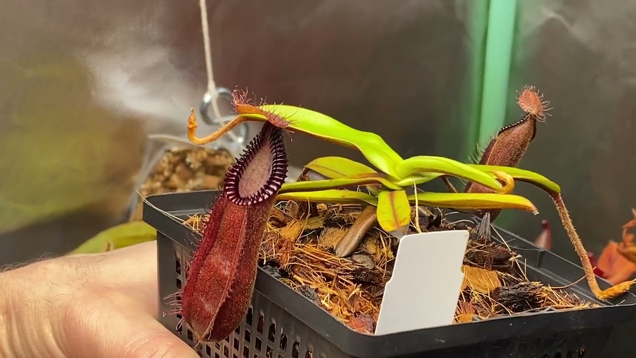 N. diabolica x hamata AW