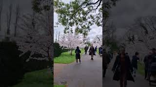 Cherry blossom trees in Regents Park, p1