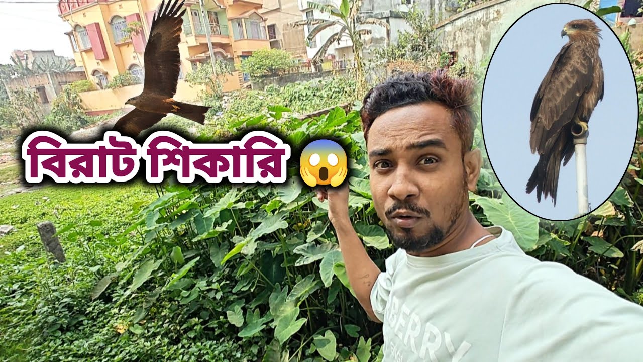 বিরাট বাজপাখি সামনে! 😱 আমাদের এলাকায় এমন শিকারি পাখি আগে দেখিনি | Real Life Vlog 