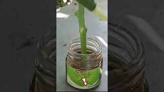 Grafting Mango Tree With Root Water