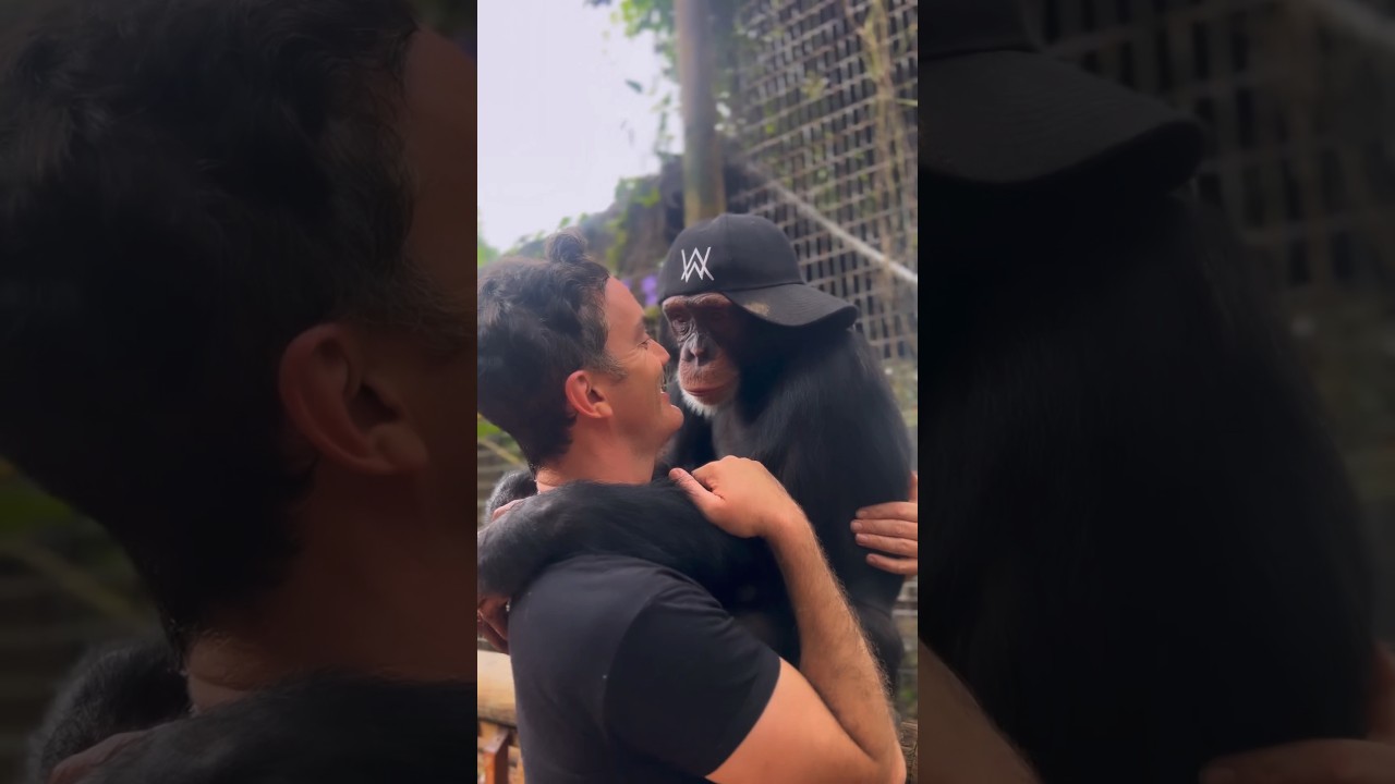 Bond between a chimpanzee & his caretaker at ZWF Miami.