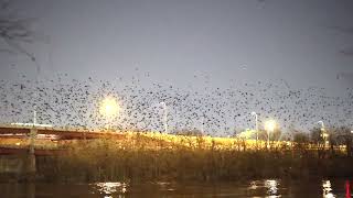 Winter Crow Roost: 3 roost locations!