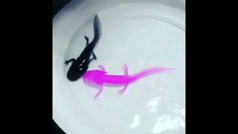 the dragon salamander chance color #salamander #dragon #shorts