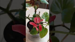 Blooming Begonia Houseplant Care Tutorial plants gardening garden plant flower flowers