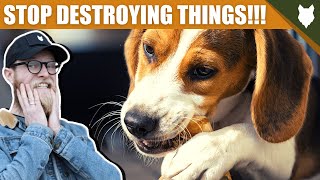 How To Stop Your BEAGLE Destroying Things