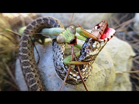 Video: Differenza Tra Mantide Religiosa E Bastone Da Passeggio