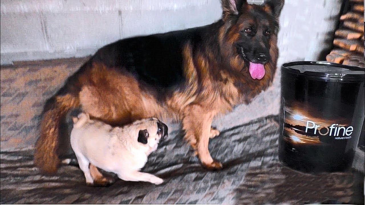 Margot's beloved man and the iron nerves of Dakar. PUG and GERMAN SHEPHERD.