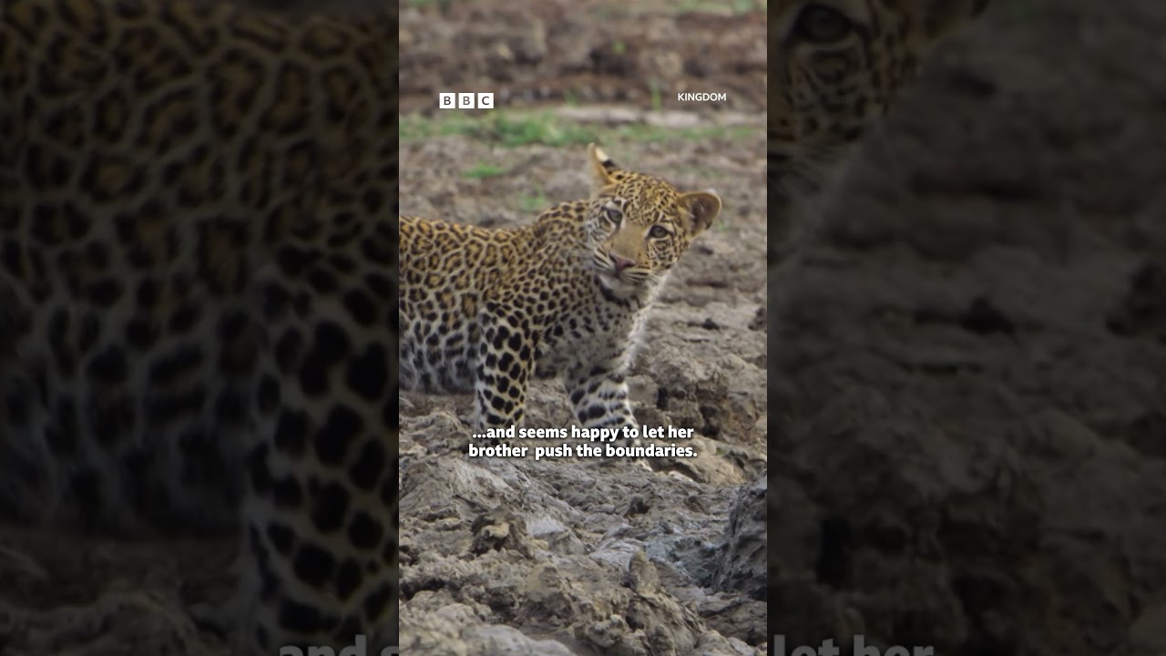 Type A vs Type B personalities