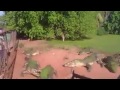 Cinegrafista flagra momento que Crocodilo arranca pata de outro crocodilo em zoológico