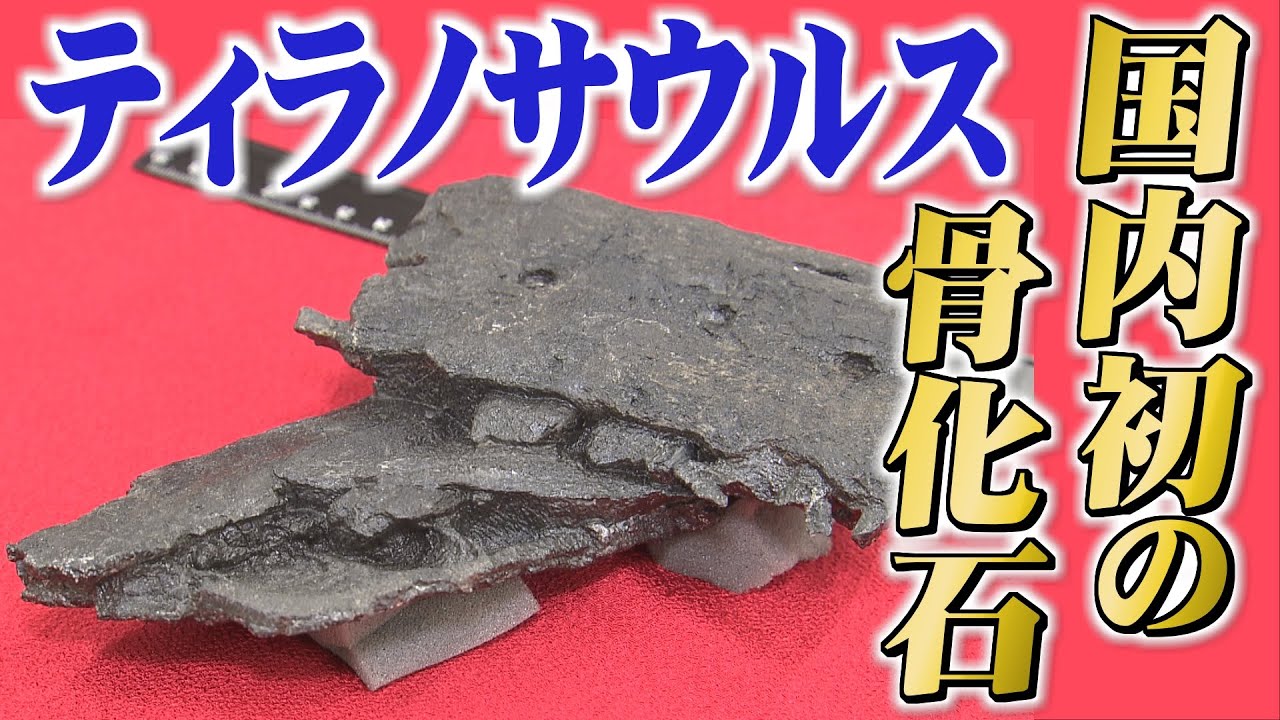 木の化石…実はティラノサウルス！ 国内初の骨化石を発見 恐竜王国