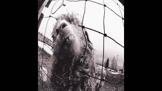 Pearl Jam - Leash Remastered