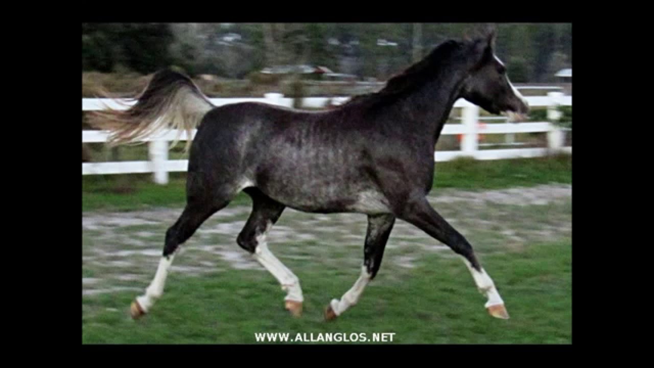 black arabian filly dancing