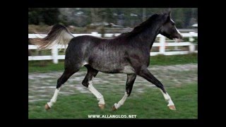 Black Arabian filly dancing at the trot