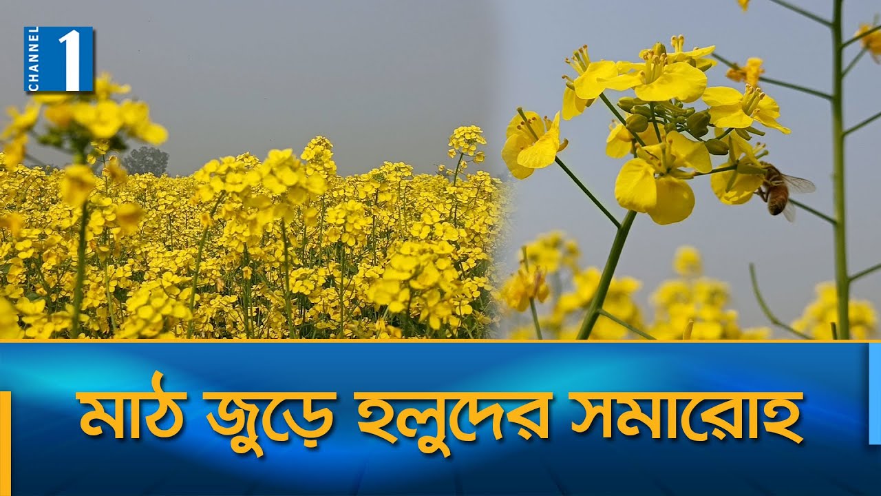 জয়পুরহাটে সরিষার ফুল থেকে মধু সংগ্রহ করছেন মৌচাষীরা | Joypurhat | Channel One News