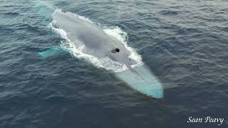 Encounter the Giants - THE BLUE WHALE