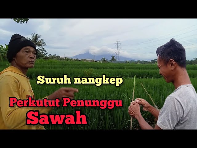 Part 7 | Mikat Perkutut Pakai Pulut | Di Suruh si Mbah Menangkap perkutut Penunggu sawah class=