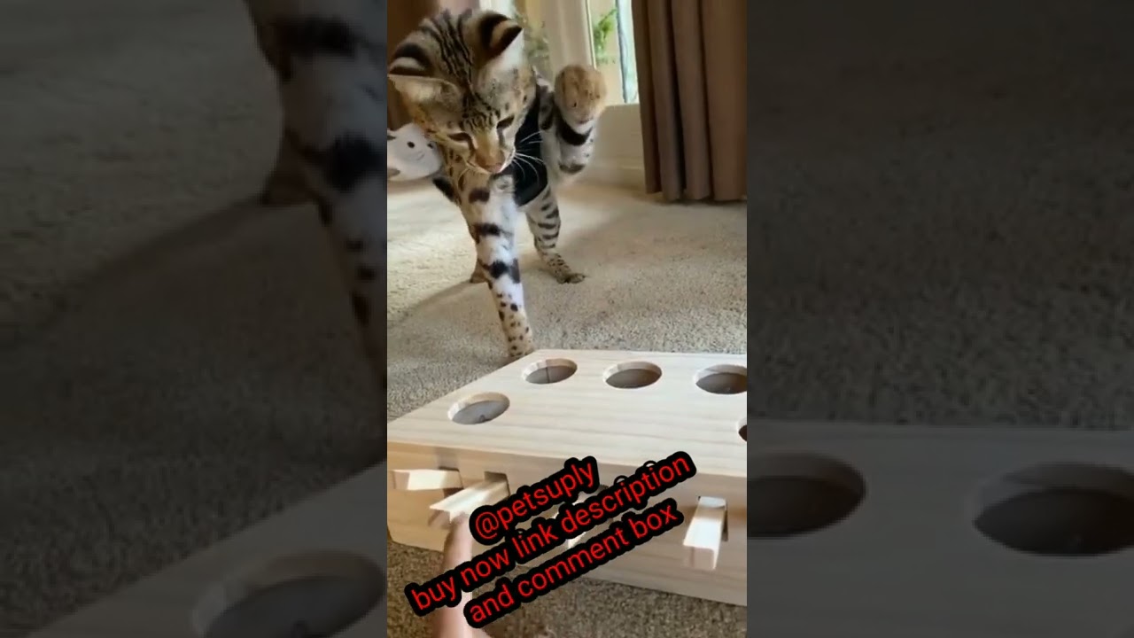 New 😼 High-Tech Gadgets For Your Cat and Dog 🐕‍🦺 Gadgets for pets-PetTechnology🦮 @petsuply 😼 