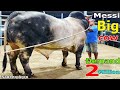 Messi | Huge Gray Brahman Cross Bull | Unloading Time | Demand 2M | Sadeeq Agro |New Collection 2021