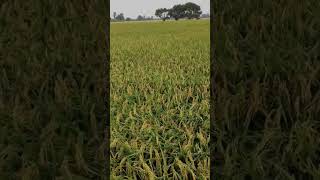 Lúa DS1 Bón Phân Bón Hiệu Con Lười F35 | Thực Tế Tại Châu Phú An Giang