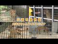【小諸市動物園】 おばあちゃんライオンのナナ（260912）