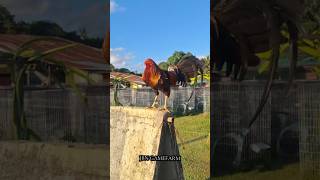 INRBEED YELLOW LEGGED HATCH 🔥🐓