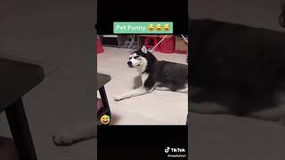 Funny Videos From TikTok №321