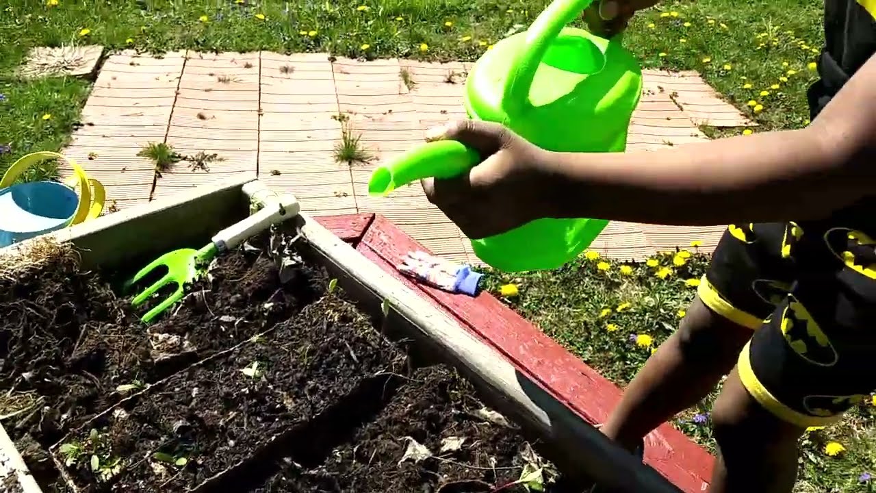 Time to water the Marigold Seedlings!