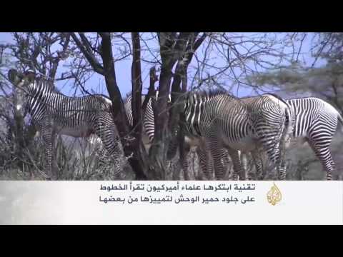 تقنية تمكن من إحصاء الحمير الوحشية
