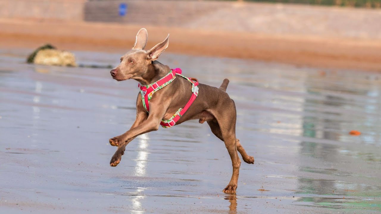 2024 Custom Designers Dog Harnesses collars and leashes 