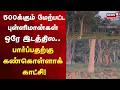 Nilgiri | 500க்கும் மேற்பட்ட புள்ளிமான்கள் ஒரே இடத்தில..பார்ப்பதற்கு கண்கொள்ளாக் காட்சி!