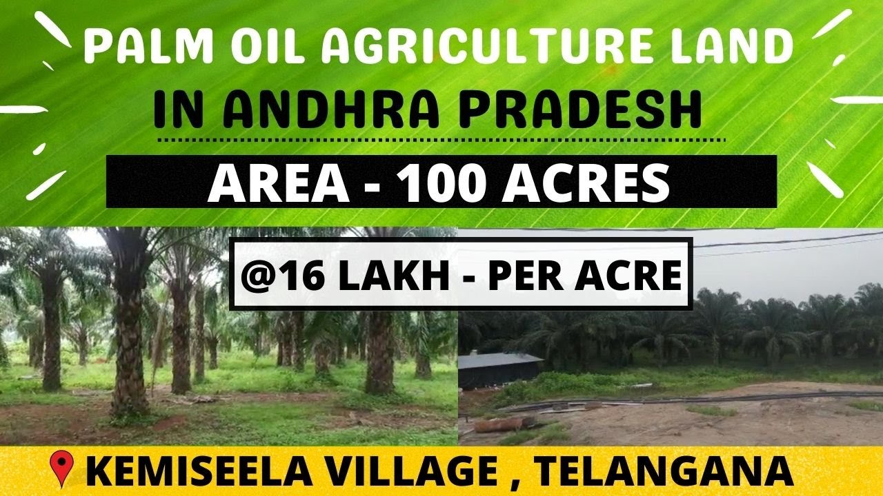 ANDHRA PRADESH 100 ACRES PALM OIL PLANT AGRICULTURE LAND FOR SALE