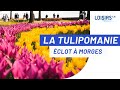 Fte de la tulipe  le festival de fleurs au bord du lman