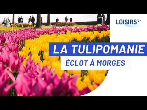 FÊTE DE LA TULIPE - Le festival de fleurs avec 140'000 tulipes.