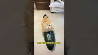 又有多少小猫即将因为骑冬瓜变成罗圈腿啊#萌宠#猫咪