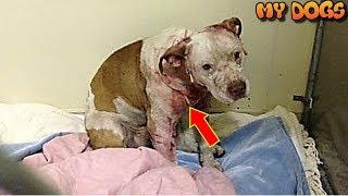 Rescue an Abandoned Bait Dog Used For Dogfighting Finds Loving New Family by MY DOGS 14,063 views 5 years ago 3 minutes, 10 seconds