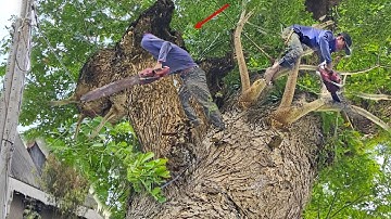 Een enorme boom omzagen, vlak naast een elektriciteitsleiding, vlakbij een huis, Technische zaag,...