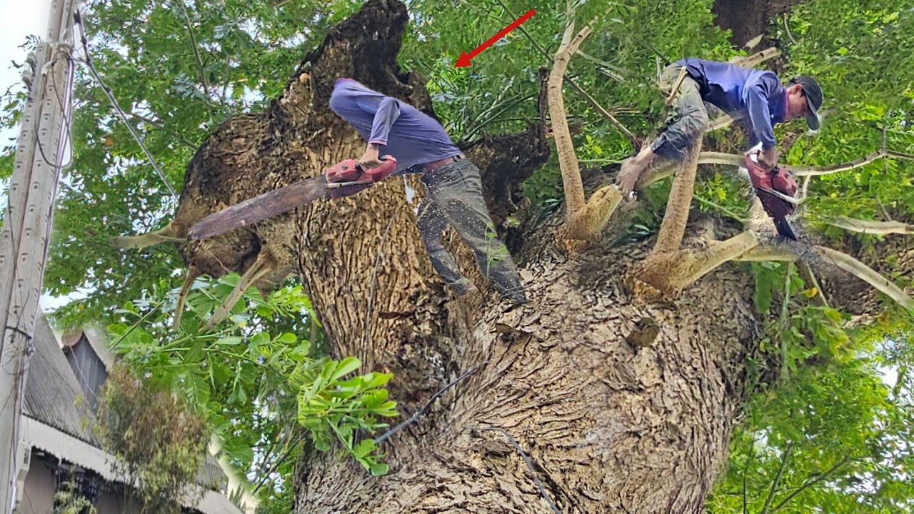 Спиливание огромного дерева прямо рядом с линией электропередачи, недалеко от дома, техническая п...