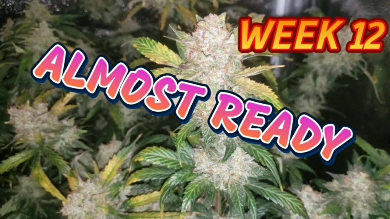 2x2 Tent Full of Beautiful Frosty Buds 