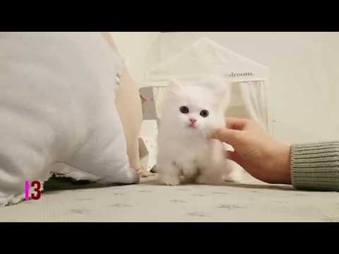 top-five-cutest-kitten-ever-|-most-cutest-kitten-of-the-month-may-2019