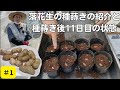 おおまさりの種蒔き作業と11日目の紹介#1【落花生】【種蒔き方法】2023年5月5日 16日