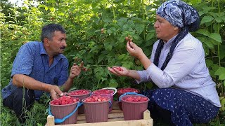 Picking Raspberries For Canning, Outdoor Cooking