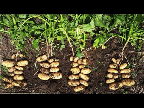 Potatoes Plants-Solanum tuberosum- Nightshade Family Solanaceae