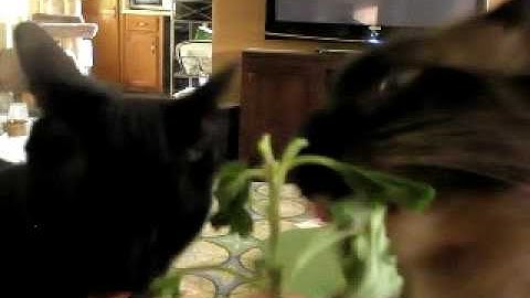Catnip Junkies