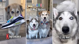 The ABCs of Huskies