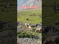 Exploring Heaven : Kashmir Diaries 🏔️