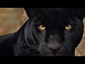 PANTERA NEGRA Felino que não tem Manchas - ANIMAIS SELVAGENS | Natureza Viva