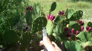 Plinking around with the 22 magnum shotshells (CCI)